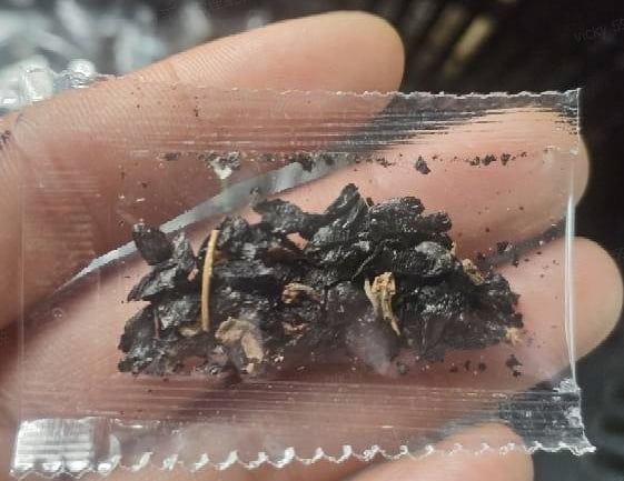 🍃Rare Hosta Seeds🌿