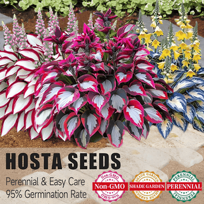 🍃Rare Hosta Seeds🌿